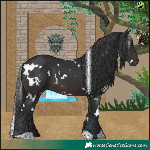 Horse Color:White Spotted Brown 