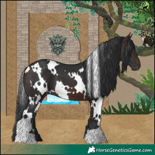 Horse Color:White Spotted Brown 