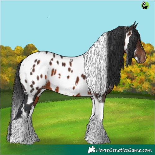 Horse Color:White Spotted Brown Tobiano Appaloosa 