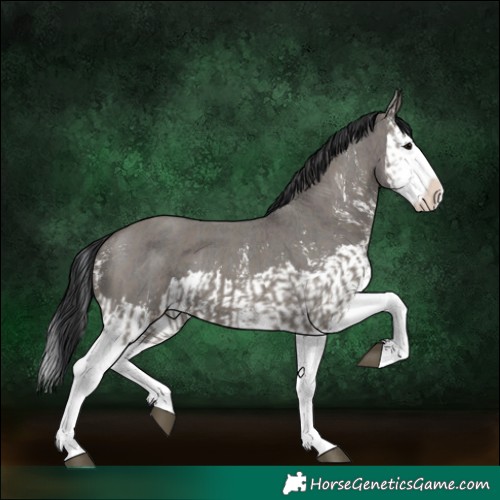 Horse Color:Grullo Sabino Splash  and Grullo Sabino Splash 