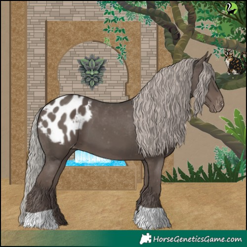 Horse Color:Silver Black Appaloosa 