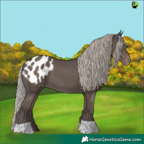 Horse Color:Silver Black Appaloosa