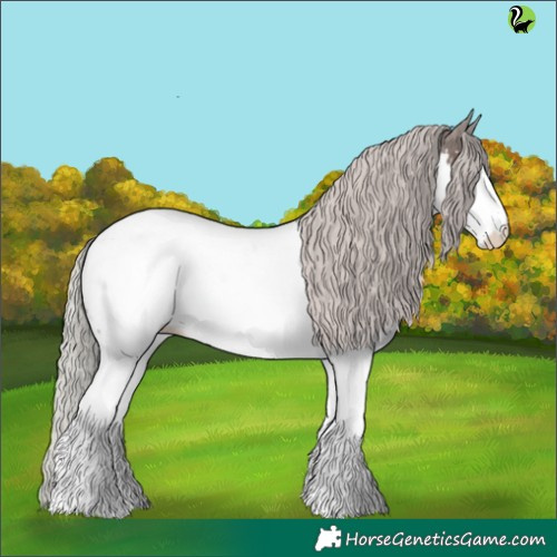 Horse Color:Silver Black Splash Appaloosa
