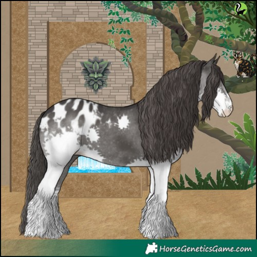 Horse Color:Black Splash Appaloosa 