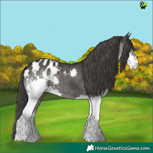 Horse Color:Black Splash Appaloosa 