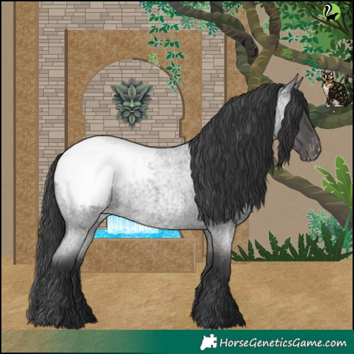 Horse Color:Blue Roan Appaloosa 