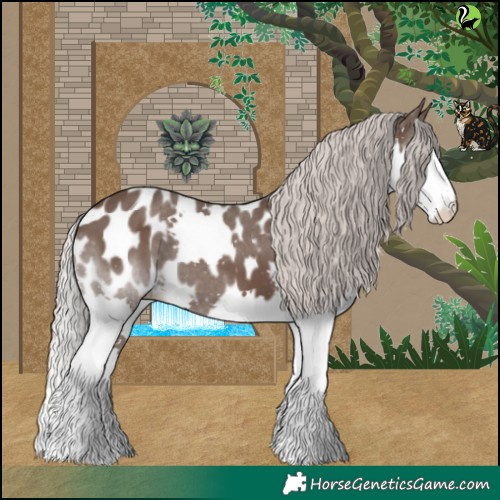 Horse Color:Silver Black Splash Appaloosa 