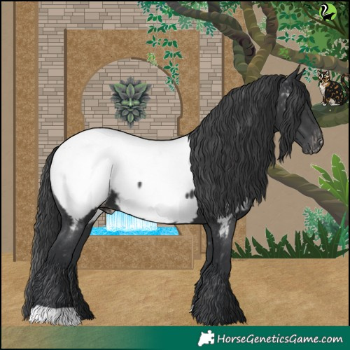 Horse Color:Black Appaloosa 