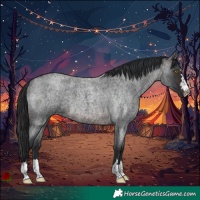 Horse Color:Brown Roan 