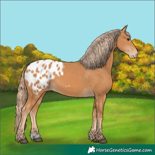 Horse Color:Chestnut Appaloosa