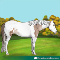 Horse Color:Sable Champagne Splash Tobiano Blanket Rabicano