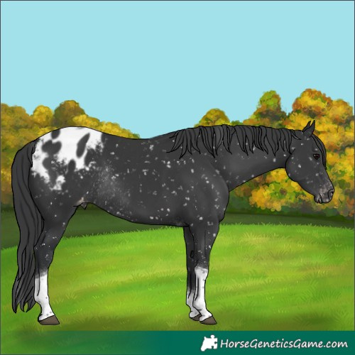 Horse Color:Black Tobiano Appaloosa Rabicano 
