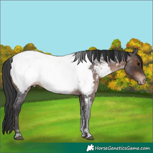 Horse Color:Brown Roan Tobiano Appaloosa Rabicano 