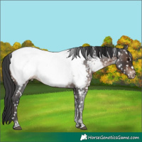 Horse Color:Brown Roan Tobiano Near Fewspot Rabicano