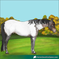 Horse Color:Brown Roan Tobiano Appaloosa Rabicano
