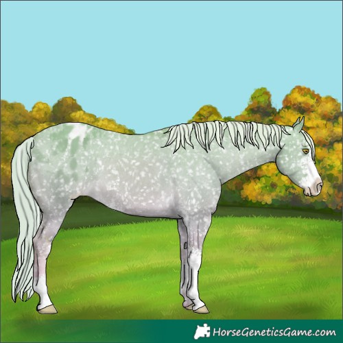Horse Color:Watercolor Palomino Dun Sabino Appaloosa 