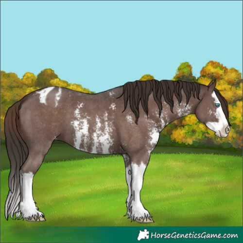 Horse Color:Liver Chestnut Sabino Splash Appaloosa 