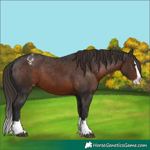 Horse Color:Liver Chestnut Splash Appaloosa 
