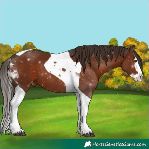 Horse Color:Liver Chestnut Splash Tobiano Appaloosa