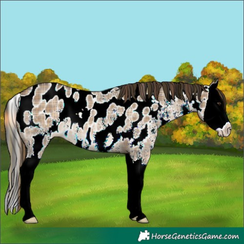 Horse Color:Plaid  Liver Red Dun Sabino Splash Appaloosa 