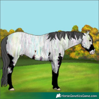 Horse Color:Blue Ice Roan Sabino Appaloosa 