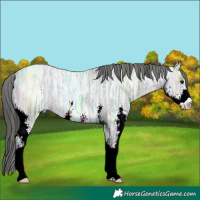 Horse Color:Blue Ice Roan Sabino Varnish 