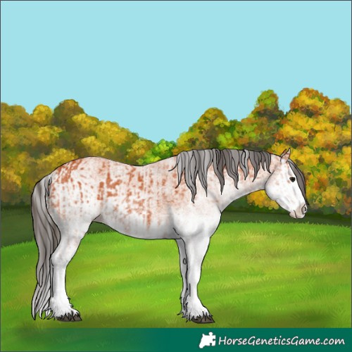 Horse Color:White Spotted Bay Splash and White Spotted Bay Splash