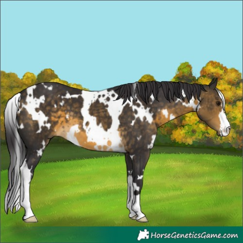 Horse Color:White Spotted Buckskin 