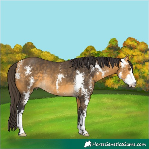 Horse Color:Buckskin Sabino Rabicano 