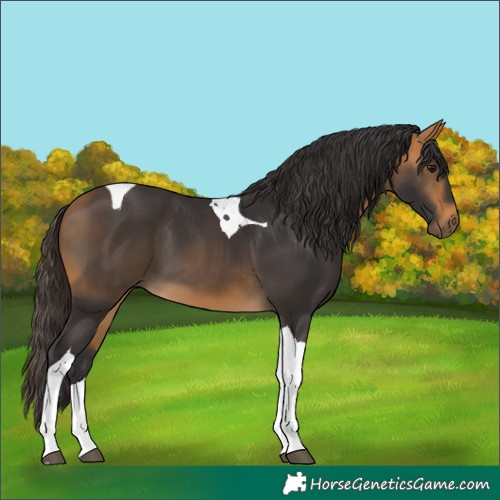 Horse Color:Buckskin Tobiano