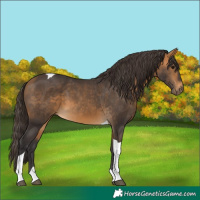Horse Color:Buckskin Tobiano
