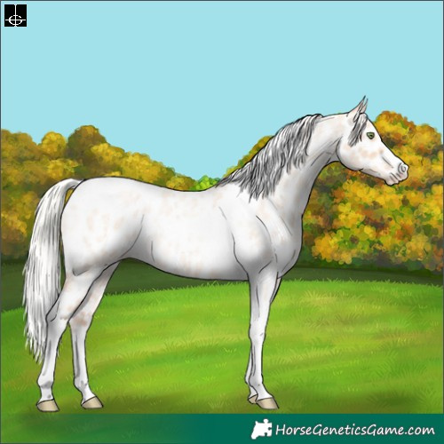 Horse Color:Silver Amber Champagne Roan Dun Splash Tobiano Frame Appaloosa Rabicano 