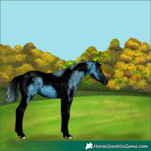 Horse Color:ERROR: UNKNOWN ANOMALY