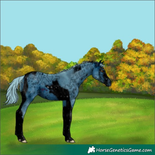 Horse Color:ERROR: UNKNOWN ANOMALY