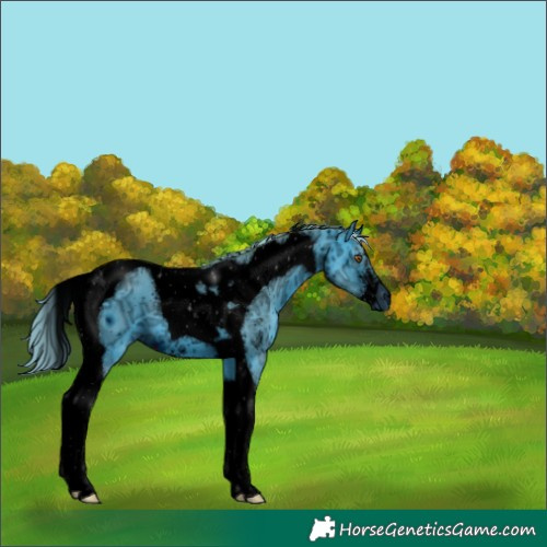 Horse Color:ERROR: UNKNOWN ANOMALY
