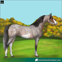 Horse Color:White Spotted Brown Roan Frame 