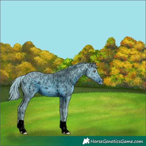 Horse Color:ERROR: UNKNOWN ANOMALY