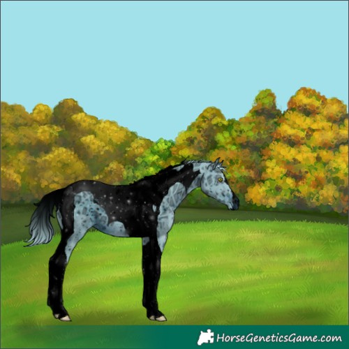 Horse Color:ERROR: UNKNOWN ANOMALY