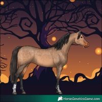 Horse Color:Bay Dun and Bay Dun