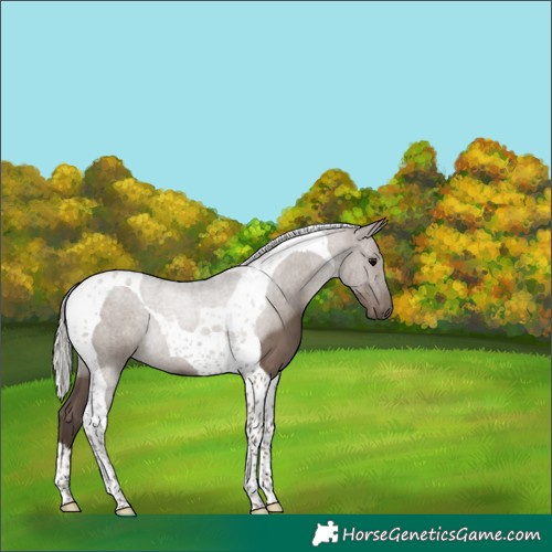 Horse Color:Silver Grullo Tobiano 