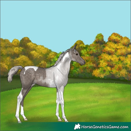Horse Color:Silver Black Tobiano 