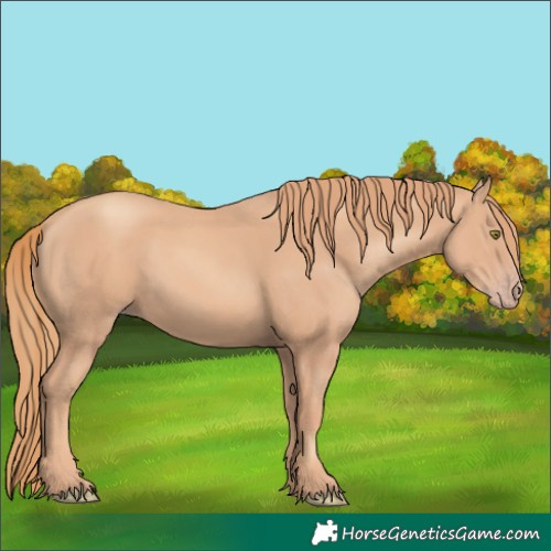 Horse Color:Gold Champagne 