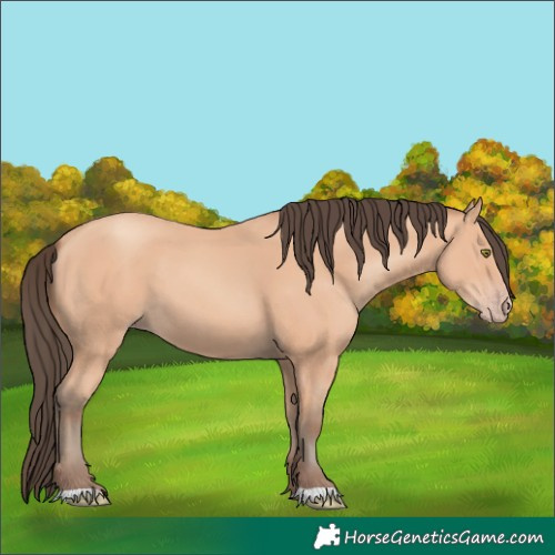 Horse Color:Amber Champagne 