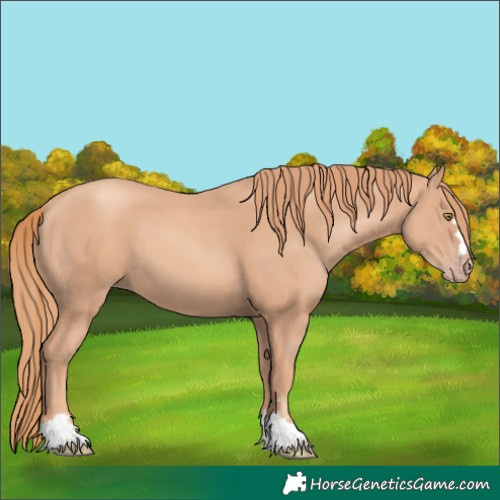 Horse Color:Gold Champagne
