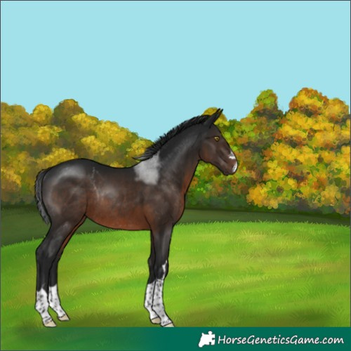 Horse Color:Gray Brown Rabicano 
