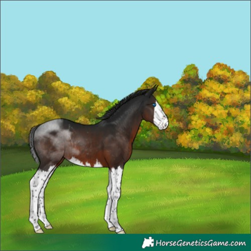 Horse Color:Gray Brown Splash Rabicano 