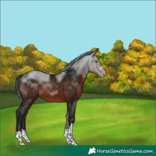 Horse Color:Gray Brown Rabicano 