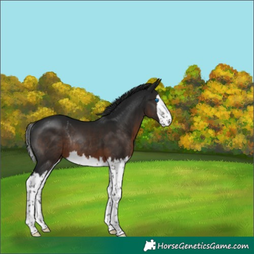 Horse Color:Gray Brown Splash Rabicano 