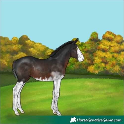Horse Color:Gray Brown Splash Rabicano 