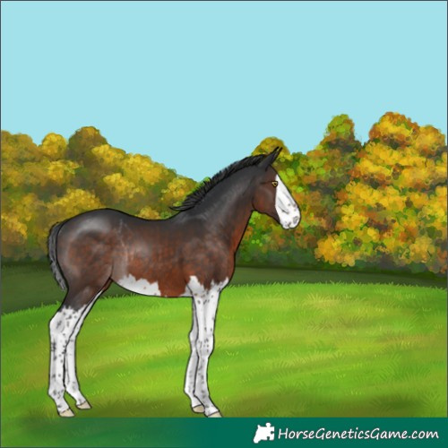 Horse Color:Brown Splash Rabicano 